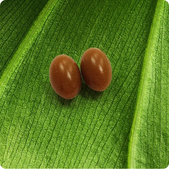 Purified using Kangen Water